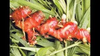 Keberhasilan Petani jahe Merah di Malang