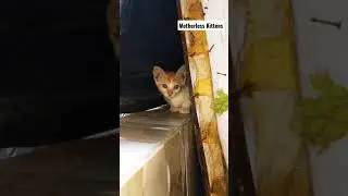 Motherless Kittens Living Behind The Wooden Planks
