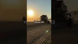 Уборка пшеницы в Туле 2023!