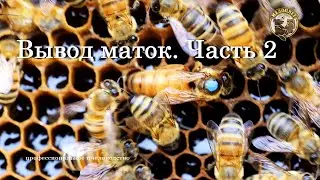 Вывод маток Наша пасека Часть 2