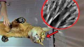 Macro Cat Lick in Slow Motion | SURPRISING TEXTURE!