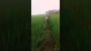 Ngintip anak abg pacaran