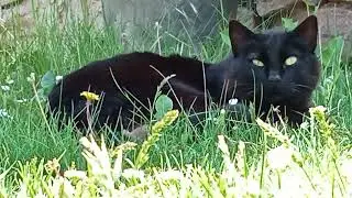 котансон