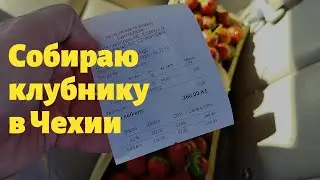 Собираю клубнику в Чехии #жизнь_в_Чехии