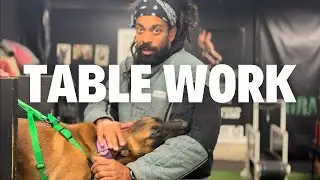 Malinois Puppy Table Bites