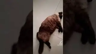 masaje que les gusta a los gatos #gatos #masaje #gatitos #viral