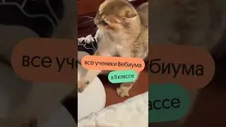 Какой вы котик?) Забирай файл — https://webium.cc/paronym_web_yt #русскийязык #вебиум #смешныекоты