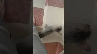Unknown cat demands treats and pets