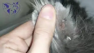 أظافر