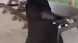 Танцующий/Идущий чумной доктор gangsta's paradise.
