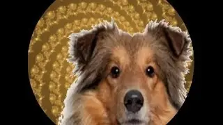 dog transformation parlor hypnosis