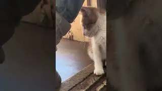 Віддушина