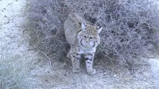 Bobcat Release Joshua Tree