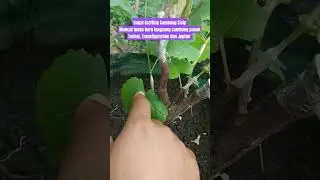 Sambung pucuk Rootstock lokal dengan 3 macam anggur import