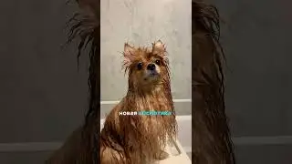 Тяжелая участь Бэйли 