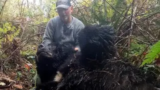 How To Hunt Bears 2024  ( Early Season How To's)