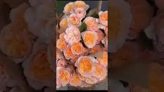 Нежное доброе женское сердце как тебе хочется в холод согреться... Автор и исполнитель не известна.