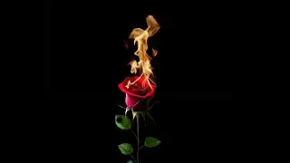 Red rose burning black screen status | Rose fire effect black screen