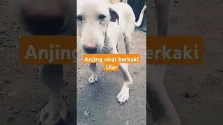 Anjing Langka Berkaki Ular