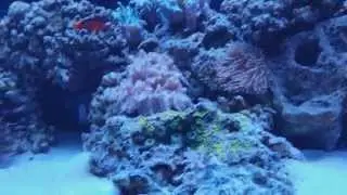 120 Gallon Saltwater Tank
