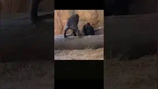 Это Ваш муж? Смешная озвучка