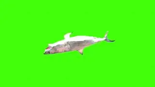 Float shark green screen। green screen।Shark green screen।green screen।ostad animation