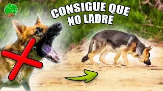 EVITA LADRIDOS y AGRESIVIDAD de tu PERRO (Clase Especial)