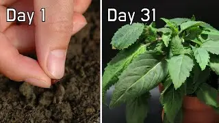 How Mint Grow from Seeds | 31 Days in 2 Minutes Timelapse