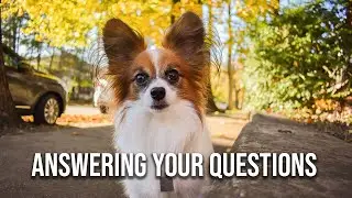 Q&A With Percy the Papillon (and his Person) // Percy the Papillon Dog