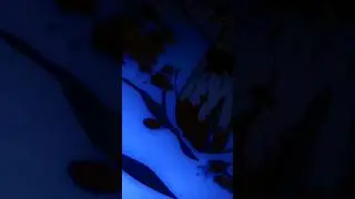 крд 