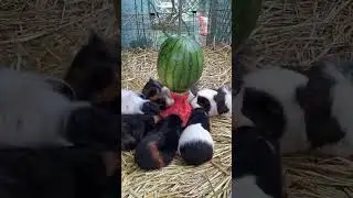 Guinea pigs vs watermelon