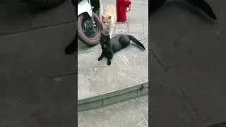 ПРОВЕРКА QR-кода