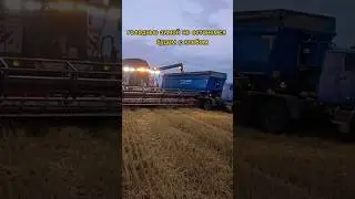 уборочная кампания 2023. убираем пшеницу. 
