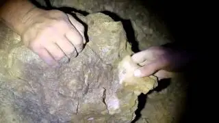 Занимательная палеонтология