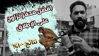 افضل محفز تزاوج لكل الطيور نتيجه 100%