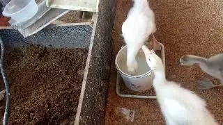 melepas dahaga