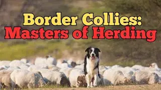 The Genius of Border Collies: Masters of the Flock