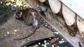 Inde Temple des rats