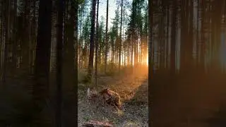 Мой Ягельный Бор в Павшозере