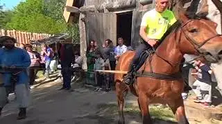 Horse vs five men  3D VR180 4K