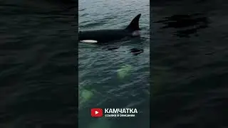 Касатки на Камчатке  