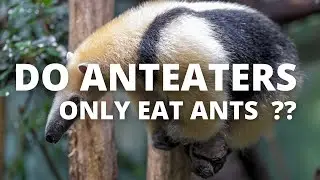 DO ANTEATERS ONLY EAT ANTS ??