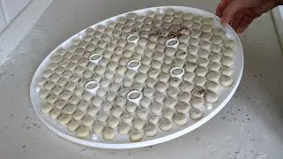 10 DAKİKİDA 1 kilo MANTI Hazırla. ŞİPŞAK Kasnak MANTISI