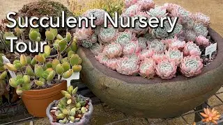 Succulent Collection and  Nursery Tour