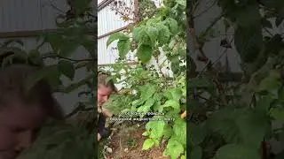 🤔Чем подкормить малину осенью? 
