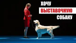 Стрим #6 / Хочу выставочную собаку