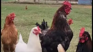 Chicken run 2023! Calling all chickens!