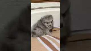 Шпиц - мальчишка - знакомьтесь 🐶