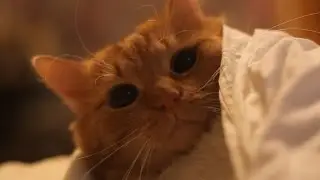 Котэ Забвения