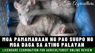 PAANO ANG PAG SUGPO NG MGA DAGA SA ATING MGA PALAYAN